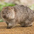 Wombat